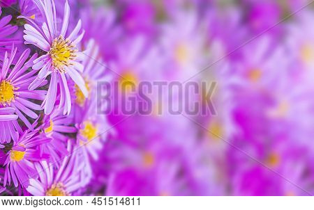 A Banner With A Purple Flower - Daisies. Purple Aster Flower For Background Or Greeting Card. A Clos