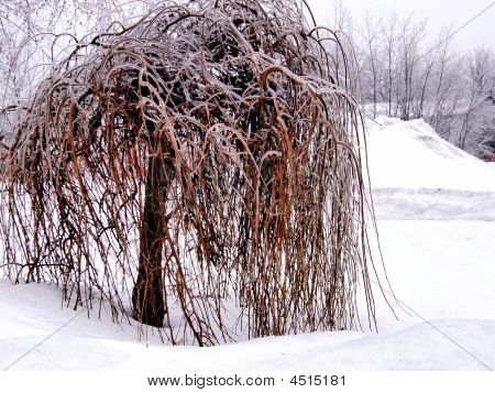 Albero d'inverno