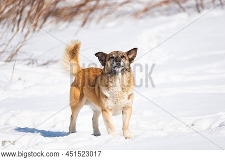 A Cute Dog Is Sitting In The Cold Snow And Looking At The Camera With Clever Loki. Homeless Hungry D