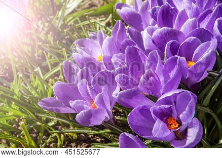 Crocus Tommasinianus. Early Crocus. Purple Crocus Flower In The Sun In Spring.