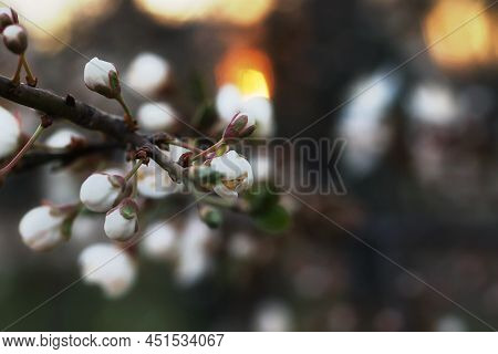 Branch With White Flowers And Fresh Green Leaves.spring Fresh, Fragrant Flower.delicate Blossom Of B