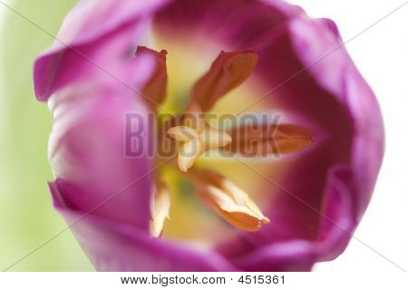 Tulipano