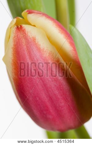 Tulipano