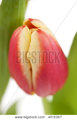 Tulipano