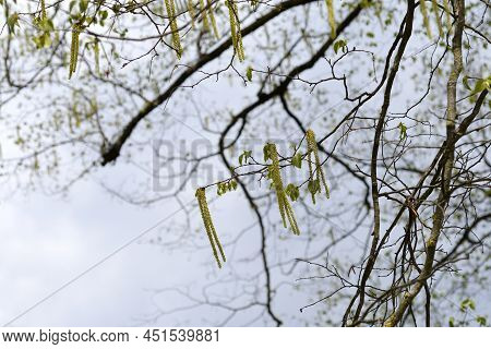European Hop Hornbeam Branches With Flowers - Latin Name - Ostrya Carpinifolia