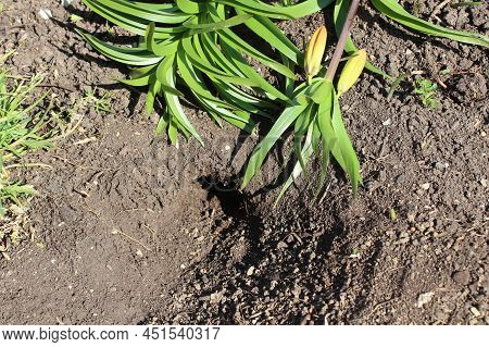 A Crown Imperial On A Root Vole Hole