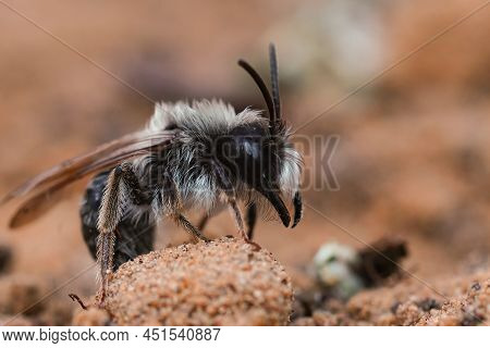 Lateral Closeup On A Male Grey -backed Mining Bee, Andrena Vaga On The Ground, Showing It's Massive 