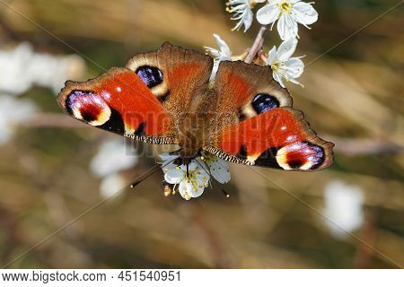 Closeup On A Colorful Peacock Butterfly, Inachis Io , Drinking Nectar From The White Flowers Of Blac