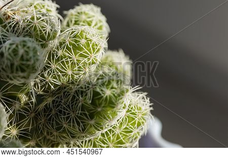 Selective Focus On Houseplant White Mammillaria Vetula In Sunlight.flower With Textural Spiny Leaves