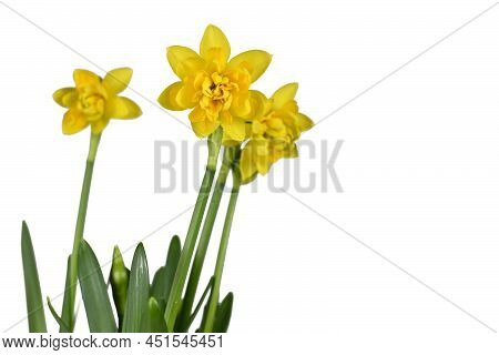Yellow Narcissus Spring Flowers On White Background