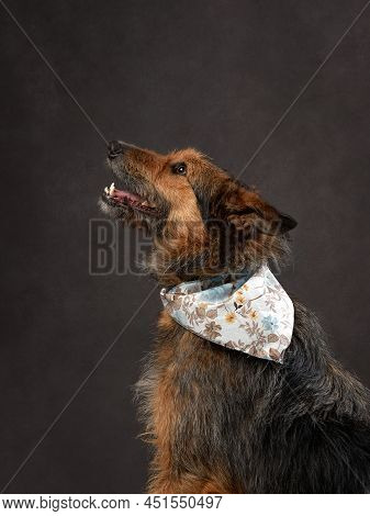 Portrait Of A Beautiful Dog On A Brown Canvas. Mix Of Breeds. Pet In The Studio, Artistic Photo On T