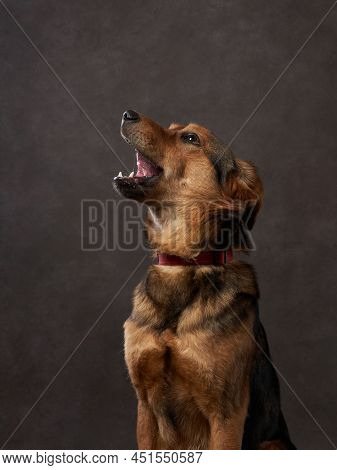 Portrait Of A Beautiful Dog On A Brown Canvas. Mix Of Breeds. Pet In The Studio, Artistic Photo On T