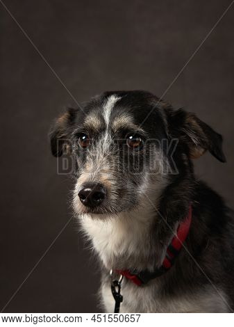 Portrait Of A Beautiful Dog On A Brown Canvas. Mix Of Breeds. Pet In The Studio, Artistic Photo On T