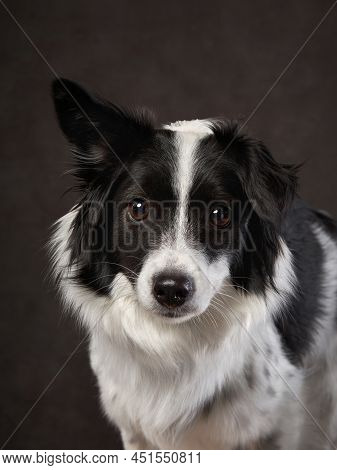 Portrait Of A Beautiful Dog On A Brown Canvas. Mix Of Breeds. Pet In The Studio, Artistic Photo On T