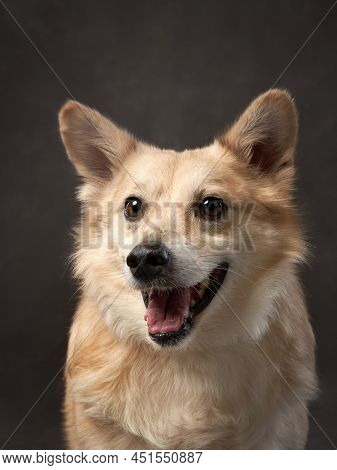 Portrait Of A Beautiful Dog On A Brown Canvas. Mix Of Breeds. Pet In The Studio, Artistic Photo On T