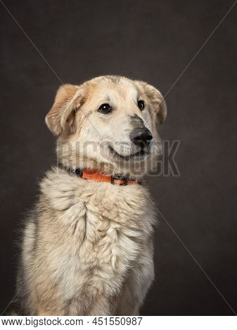 Portrait Of A Beautiful Dog On A Brown Canvas. Mix Of Breeds. Pet In The Studio, Artistic Photo On T