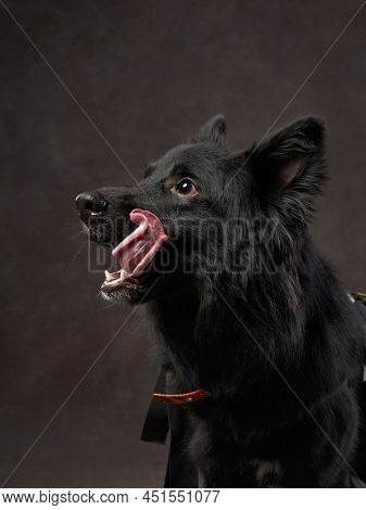 Portrait Of A Beautiful Dog On A Brown Canvas. Mix Of Breeds. Pet In The Studio, Artistic Photo On T