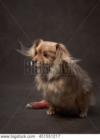 Portrait Of A Beautiful Dog On A Brown Canvas. Mix Of Breeds. Pet In The Studio, Artistic Photo On T