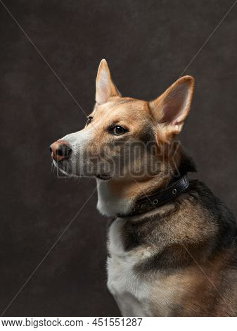 Portrait Of A Beautiful Dog On A Brown Canvas. Mix Of Breeds. Pet In The Studio, Artistic Photo On T