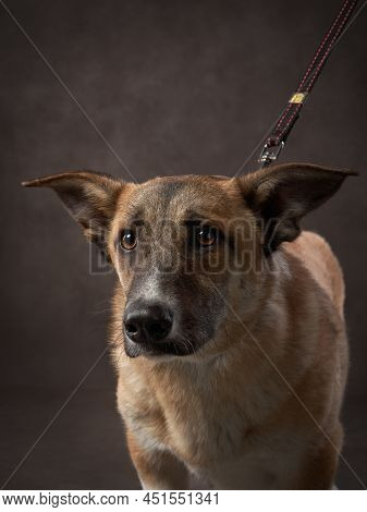 Portrait Of A Beautiful Dog On A Brown Canvas. Mix Of Breeds. Pet In The Studio, Artistic Photo On T