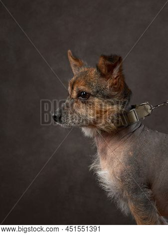 Portrait Of A Beautiful Dog On A Brown Canvas. Mix Of Breeds. Pet In The Studio, Artistic Photo On T