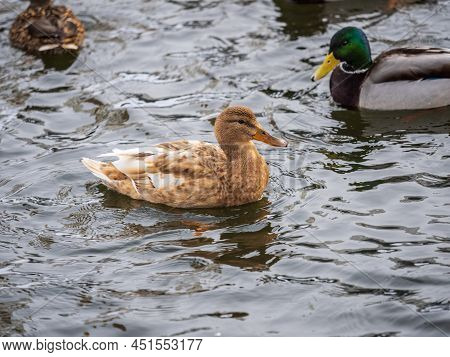 Yellow Colored Mallard Female Duck Swims In The Pond. Animal Polymorphism