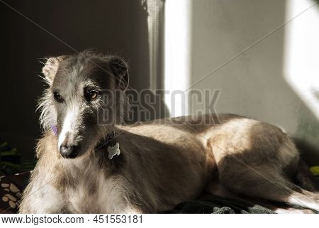 Adorable Female Lurcher Dog Resting Indoor Closeup