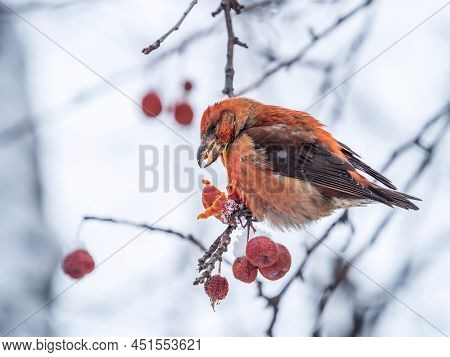 Red Crossbill Male Sitting On The Tree Branch And Eats Wild Apple Berries. Crossbill Bird Eats Berri