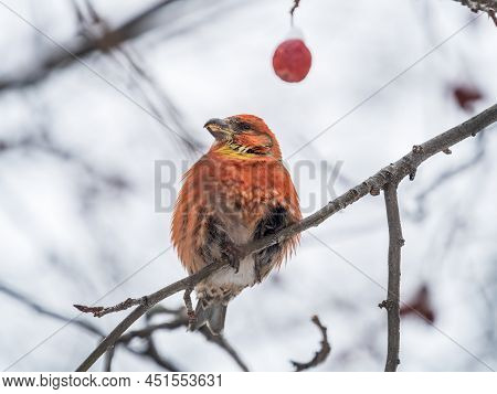 Red Crossbill Male Sitting On The Tree Branch And Eats Wild Apple Berries. Crossbill Bird Eats Berri