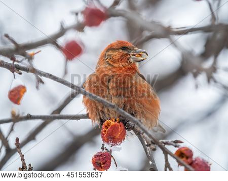 Red Crossbill Male Sitting On The Tree Branch And Eats Wild Apple Berries. Crossbill Bird Eats Berri