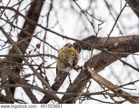 Red Crossbill Female Sitting On The Tree Branch And Eats Wild Apple Berries. Crossbill Bird Eats Ber