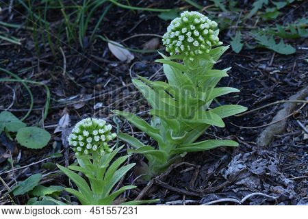 Butterbur Scape. A Dioecious Perennial Plant Of The Asteraceae Family Native To Japan. Spring Wild B