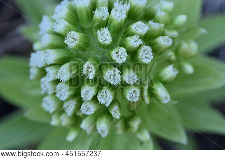 Butterbur Scape. A Dioecious Perennial Plant Of The Asteraceae Family Native To Japan. Spring Wild B