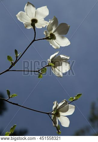 Pacific Dogwood (cornus Nuttallii) White Bracts Backlit Against Blue Sky In Sierra Nevada Mountain R