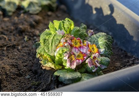 The Common Primrose Frost Bitten In The Early Spring. Primula Damaged By Frost.
