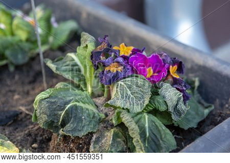The Common Primrose Frost Bitten In The Early Spring. Primula Damaged By Frost.
