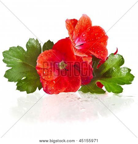 Geranium-pelargonium hoveder lukke op makro skudt isoleret på hvid baggrund