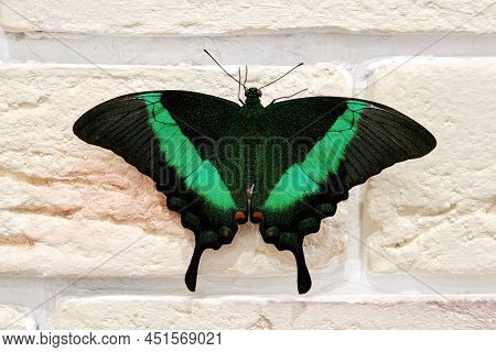 Green Papilio Palinurus Elegant Butterfly On The Brickwall. Insects In The Interior