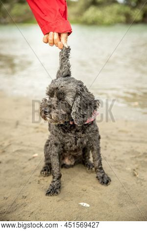 outdoor portrait of black dog spoodle or cavoodle. High quality photo