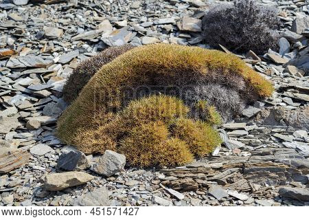 Balearic Milkvetch, Astragalus Balearicus, An Endemic Species Of Balearic Islands. Photo Taken In Th