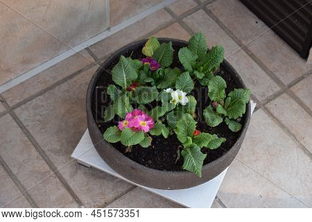 Primroses With White, Red And Pink Blosssoms