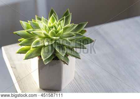 Echeveria In A Beautiful Ceramic Pot On A Beige Table In The Kitchen As An Interior Decoration .plac