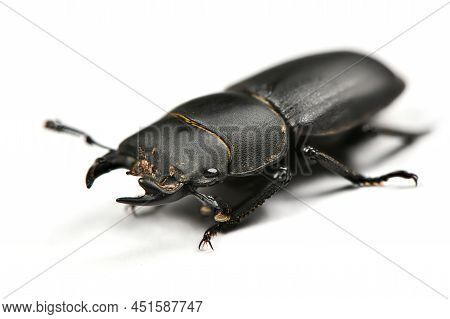 Male Lesser Stag Beetle, Dorcus Parallelipipedus Isolated On White Background. High Resolution Photo