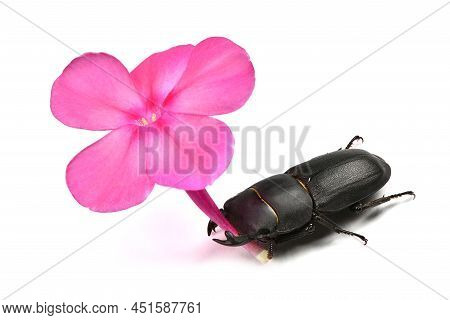 Male Lesser Stag Beetle, Dorcus Parallelipipedus Hold Violet Flower Of Phlox In Jaw On White Backgro