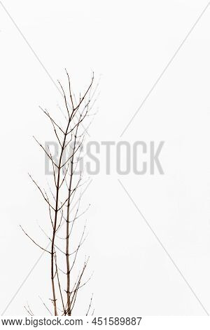 Vertical Photo Of Winter Branches At Snow Background. Leafless Bush Twigs During Frosty Grey Sunless
