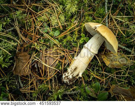 The Deadly Fungus Amanita Phalloides. Picked Mushroom In A Forest Clearing. Horizontal Photo.