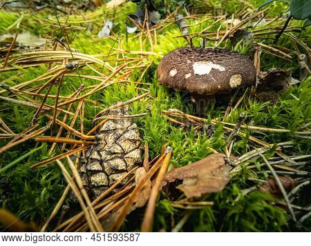 Black Milk Mushroom Lactarius Necator In A Forest Clearing Next To A Pine Cone. Horizontal Photo.