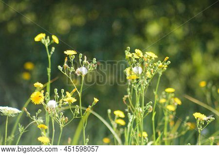 Close-up Of Fernleaf Yarrow With Blurred Plants On Background