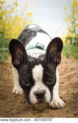 Puppy Of French Bulldog Is Running In Yellow Colza. He Is Running For His Breader