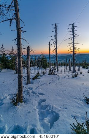 Winter Sunset At The Mountain Slope With Dead Trees And Lots Of Snow. Remote Natural Reserve Smrk In